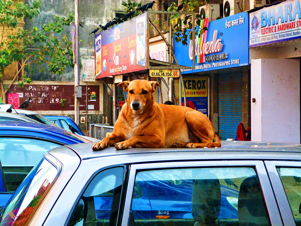 Dog on Car Roof