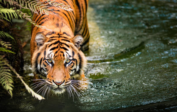 How Technology is Helping to Monitor Bengal Tiger Population in India