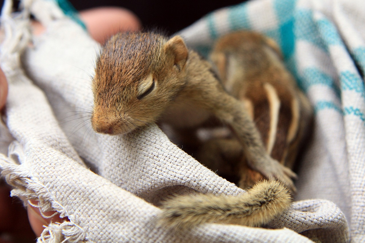 HOW TO RESCUE &amp; CARE FOR AN ORPHANED BABY SQUIRREL