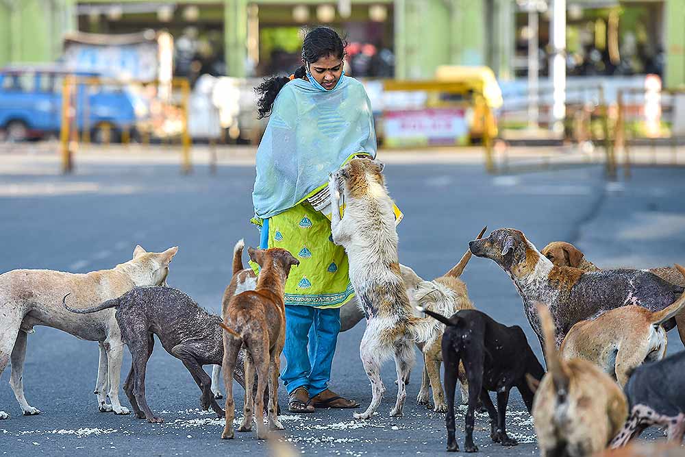 taking in stray dog