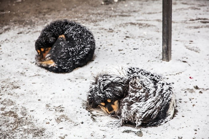 Caring of Community Animals During Winter Season, Dealing with Hypothermia