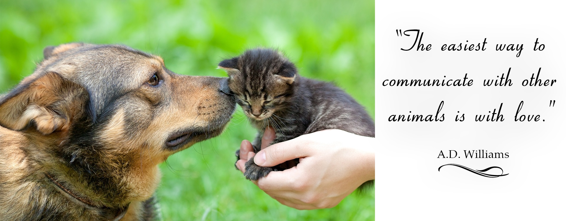 Stray Relief and Animal Welfare (STRAW) India Stray Relief and Animal Welfare (STRAW) India